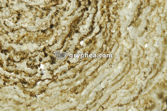 Stromatolite LPNA x6 - gryphea.com